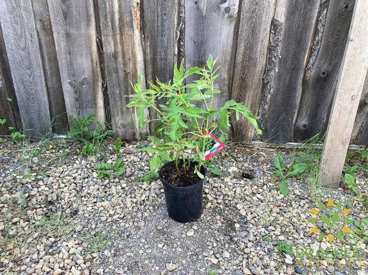 Buy Blue Elderberry an Edible Shrub in Grande Prairie Alberta - Braeheid Gardens Ltd.