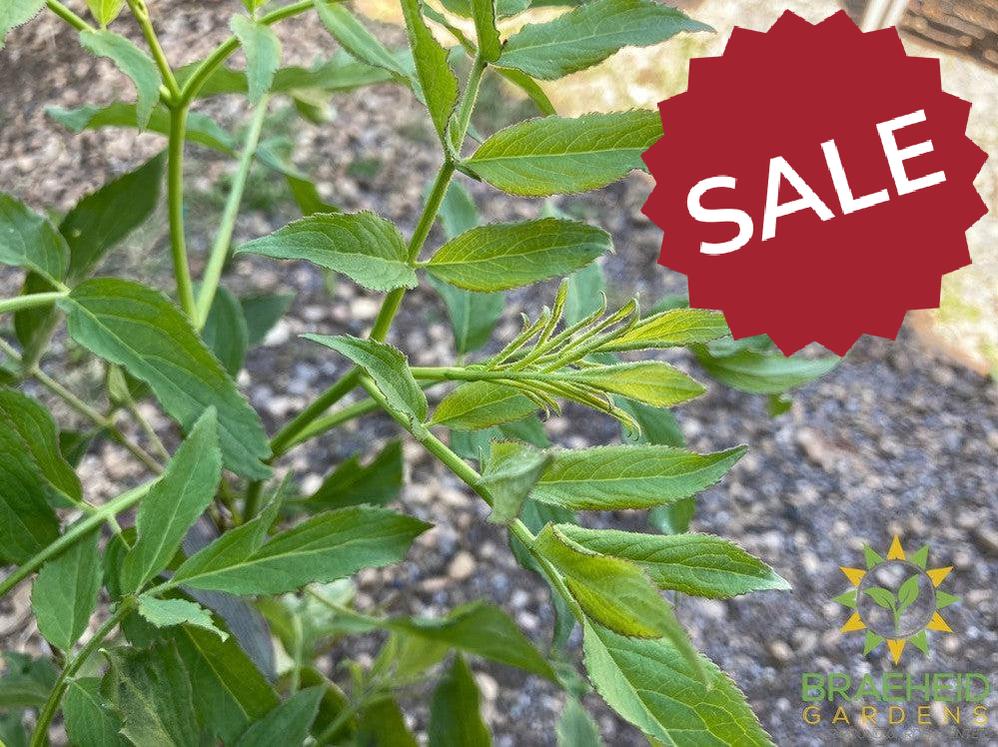 Buy Blue Elderberry an Edible Shrub in Grande Prairie Alberta - Braeheid Gardens Ltd.