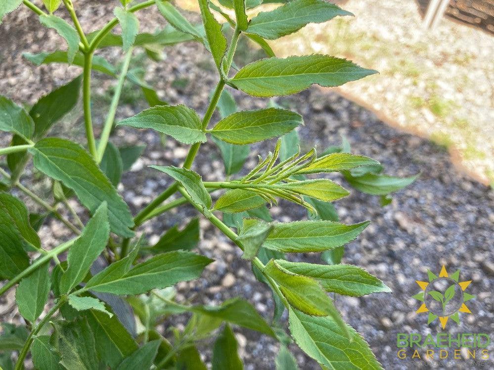 Buy Blue Elderberry an Edible Shrub in Grande Prairie Alberta - Braeheid Gardens Ltd.