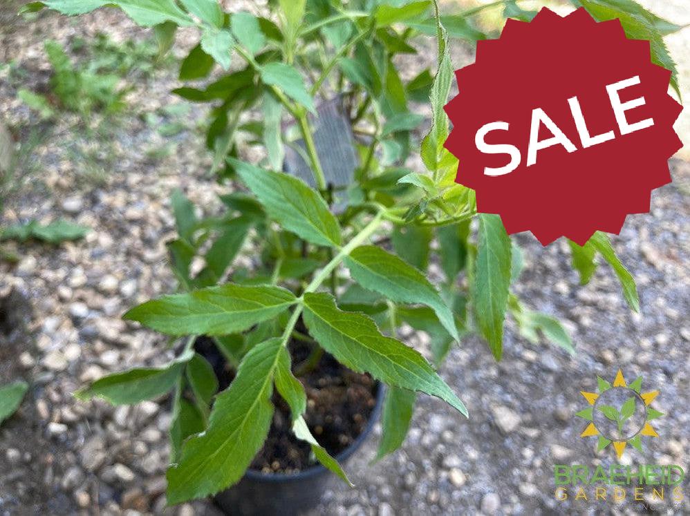 Buy Blue Elderberry an Edible Shrub in Grande Prairie Alberta - Braeheid Gardens Ltd.