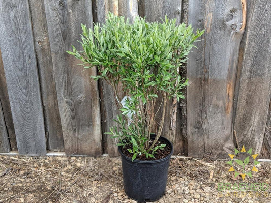 Blue Fox Willow