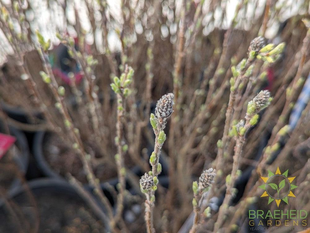 Blue Fox Willow
