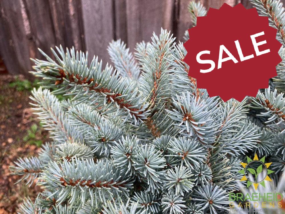 Blue Globe Spruce
