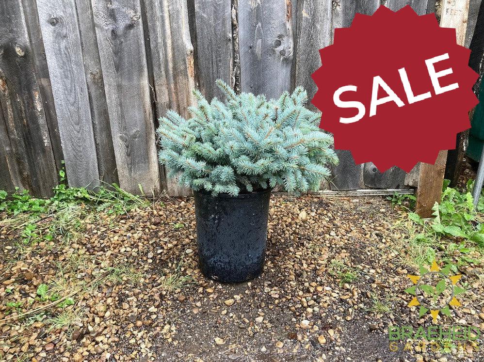Blue Globe Spruce