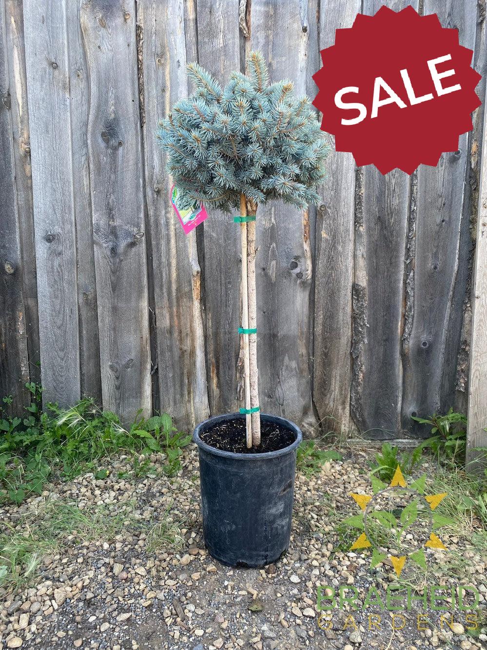 Blue Globe Spruce