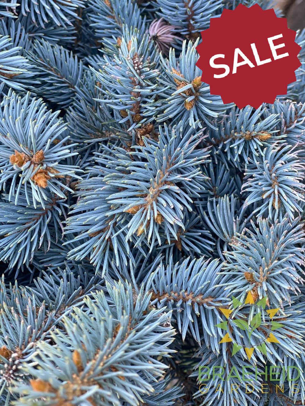 Blue Globe Spruce