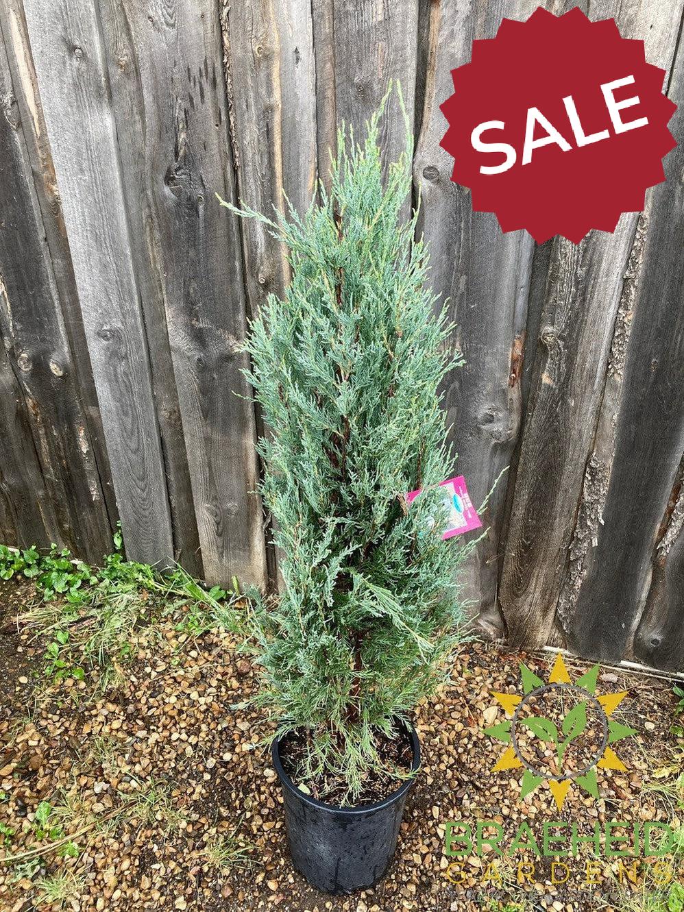 Blue Haven Juniper
