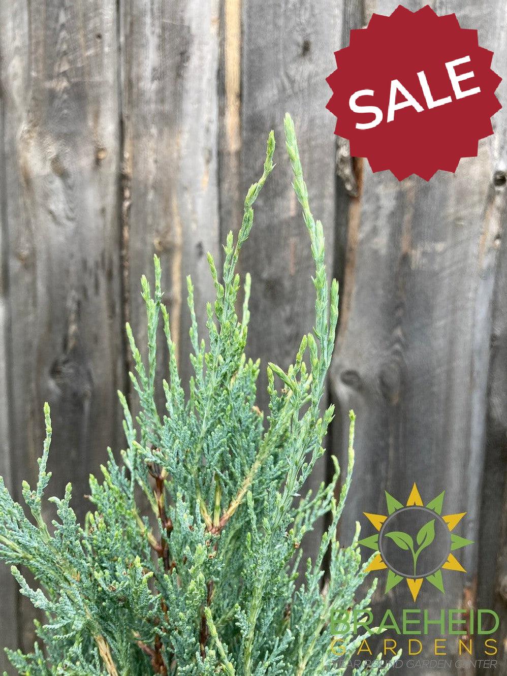 Blue Haven Juniper