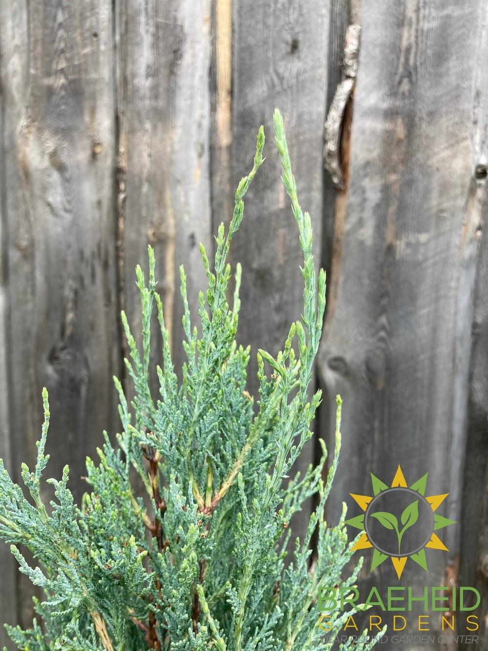 Blue Haven Juniper