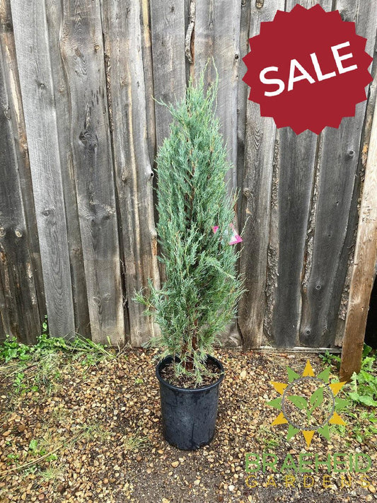 Blue Haven Juniper