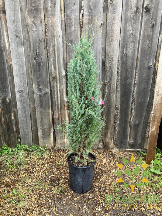 Blue Haven Juniper
