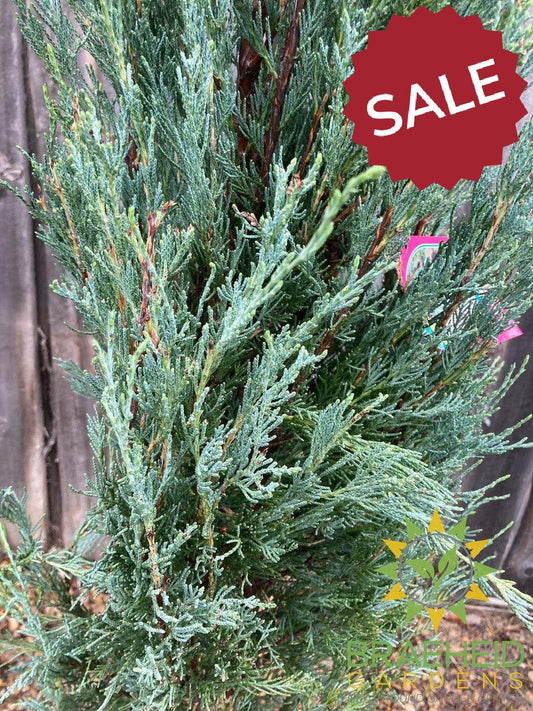 Blue Haven Juniper