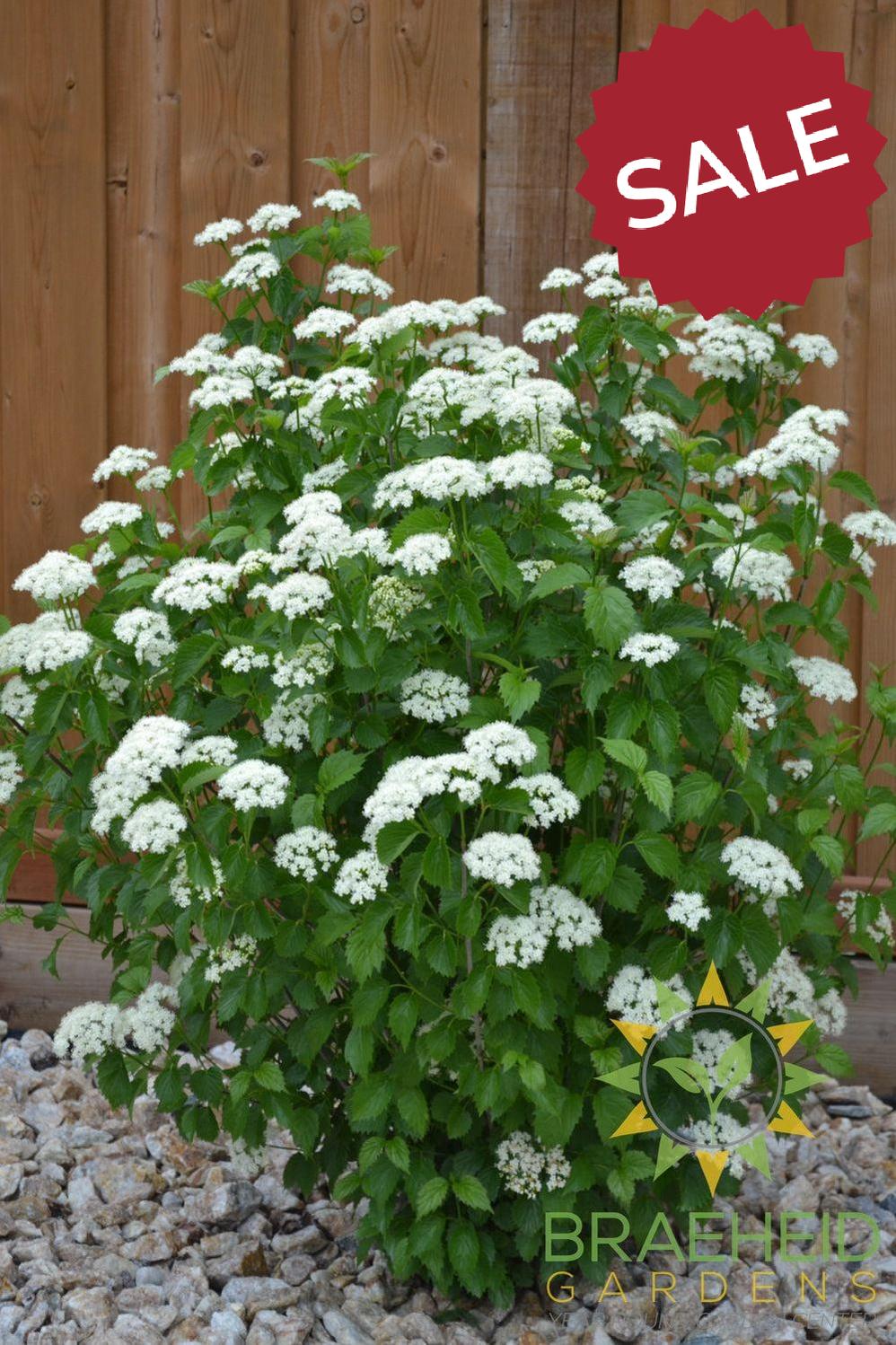Blue Muffin Arrowwood Viburnum