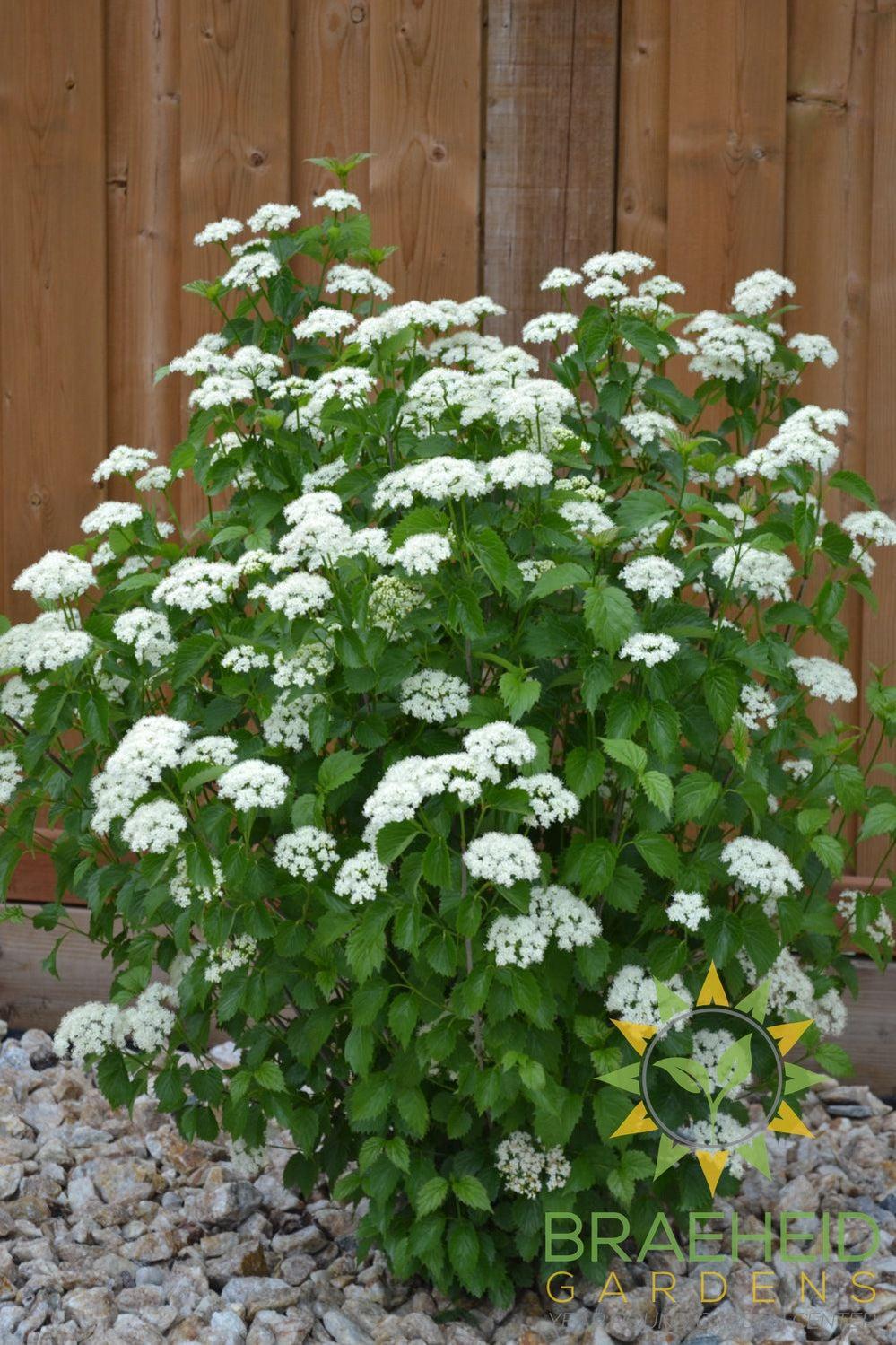 Blue Muffin Arrowwood Viburnum