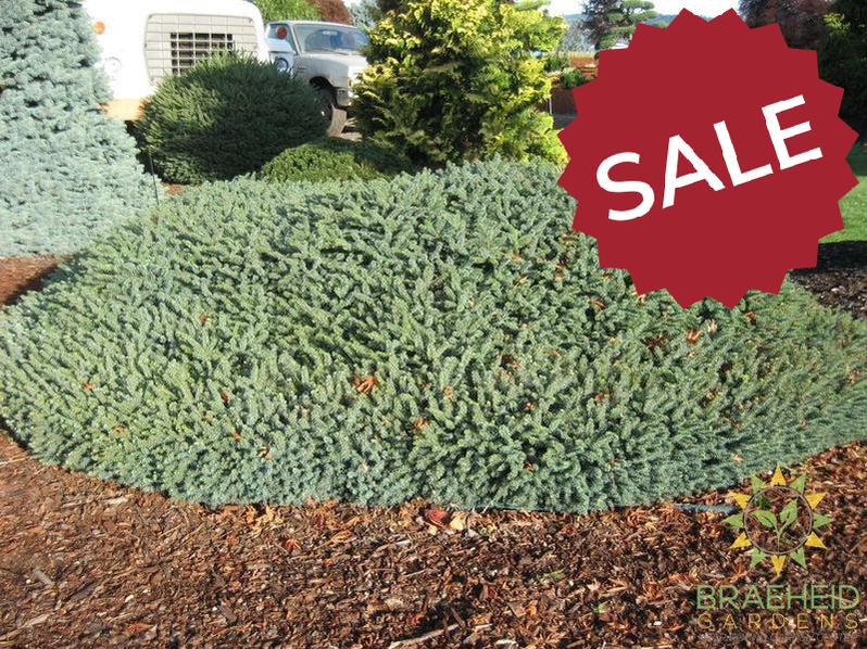 Blue Nest Spruce