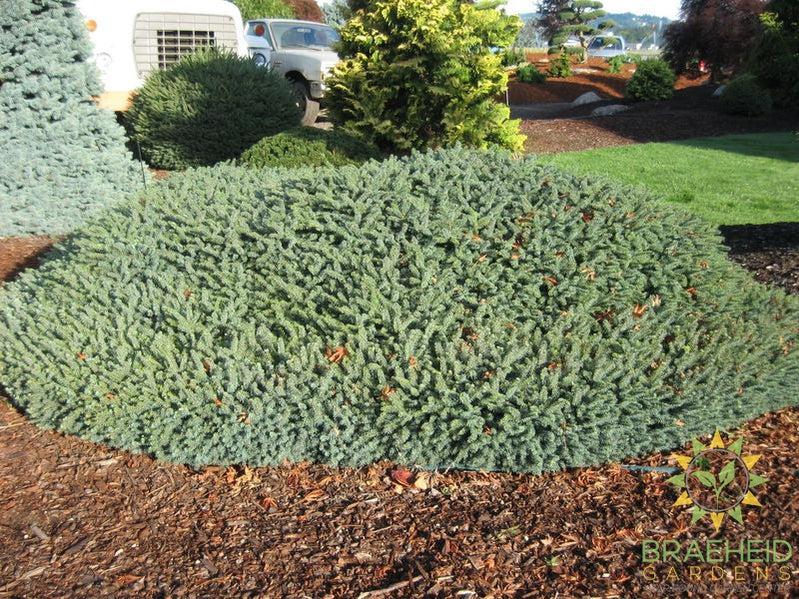 Blue Nest Spruce