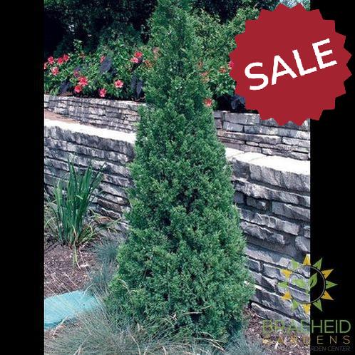 Blue Point Juniper