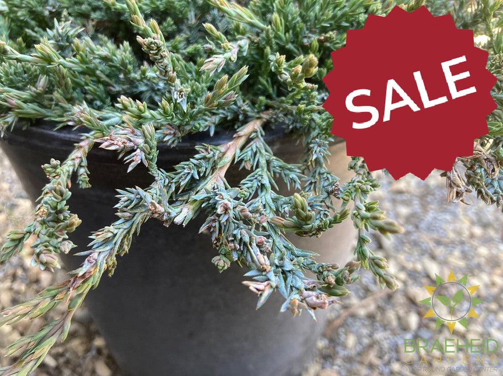 Blue Prince Juniper