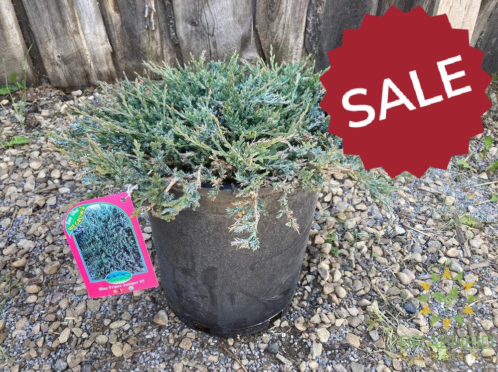 Blue Prince Juniper