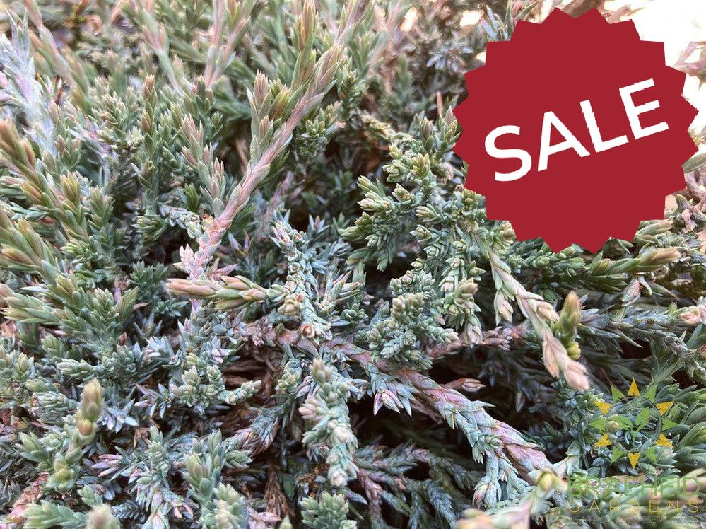 Blue Prince Juniper