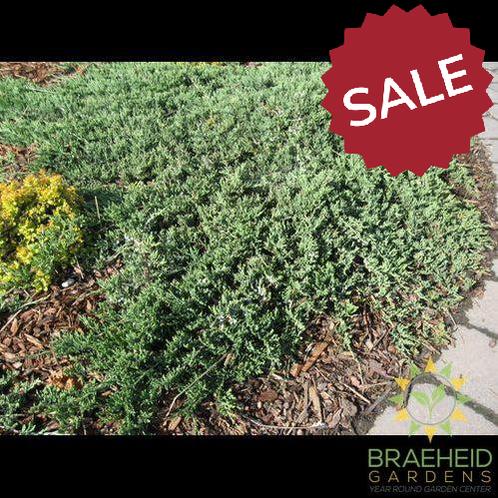 Blue Rug Juniper