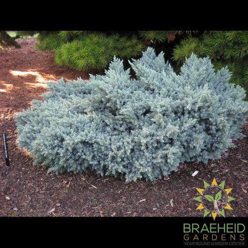 Blue Star Juniper
