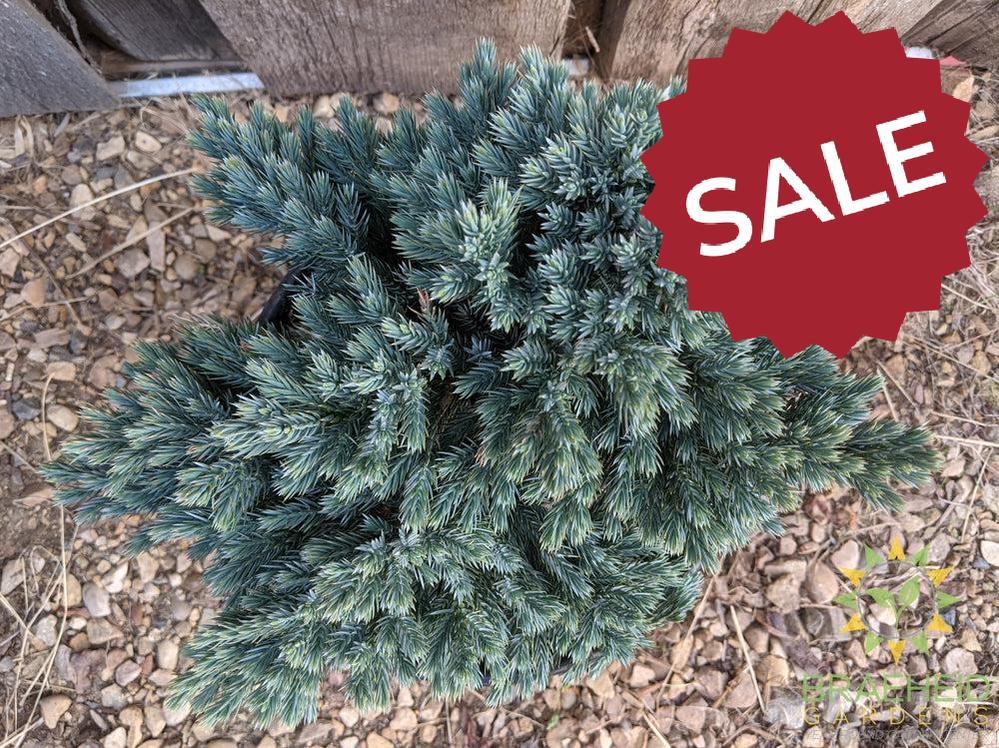 Blue Star Juniper