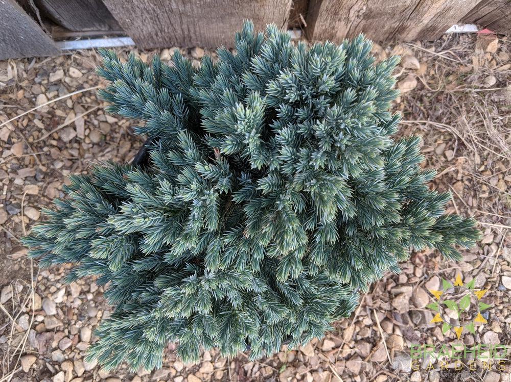 Blue Star Juniper