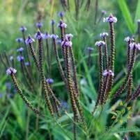 European Blue Vervain