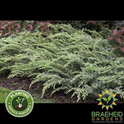 Blueberry Delight® Juniper