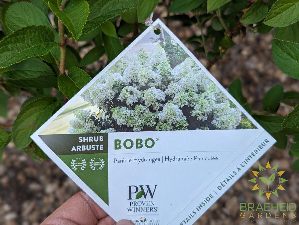 Bobo® Hydrangea