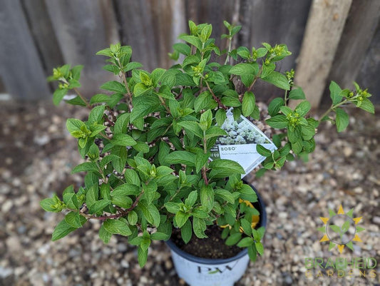 Bobo® Hydrangea