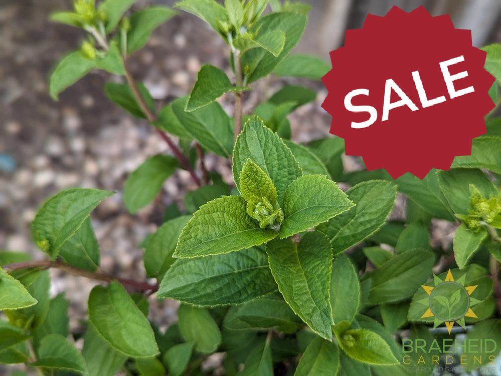 Bobo® Hydrangea