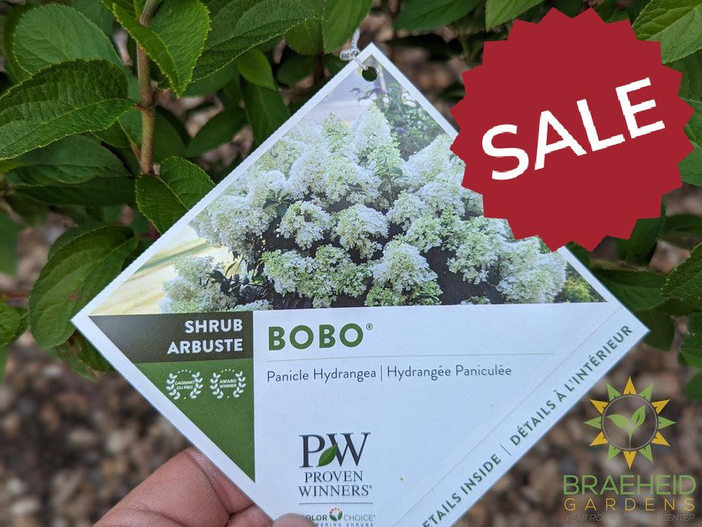 Bobo® Hydrangea