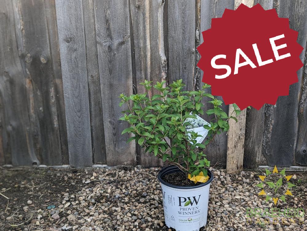 Bobo® Hydrangea