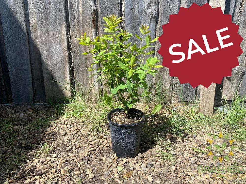 Buy Boreal Beast Haskap Berry an Edible Shrub in Grande Prairie Alberta - Braeheid Gardens Ltd.