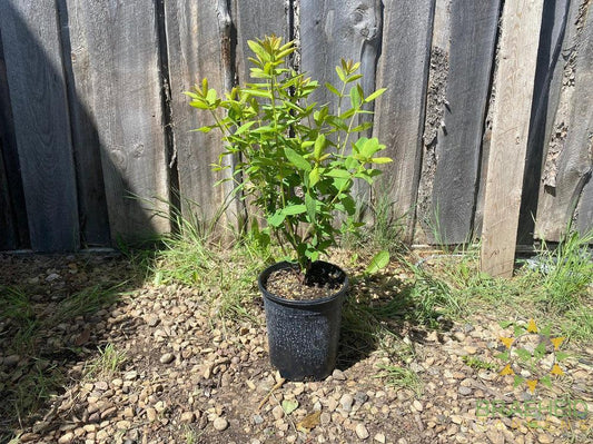 Buy Boreal Beast Haskap Berry an Edible Shrub in Grande Prairie Alberta - Braeheid Gardens Ltd.