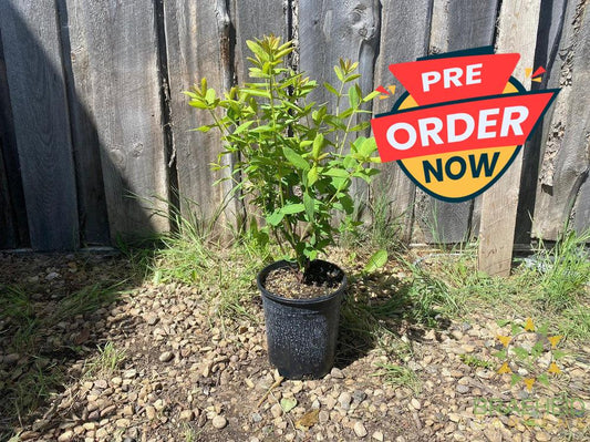 Buy Boreal Beast Haskap Berry an Edible Shrub in Grande Prairie Alberta - Braeheid Gardens Ltd.