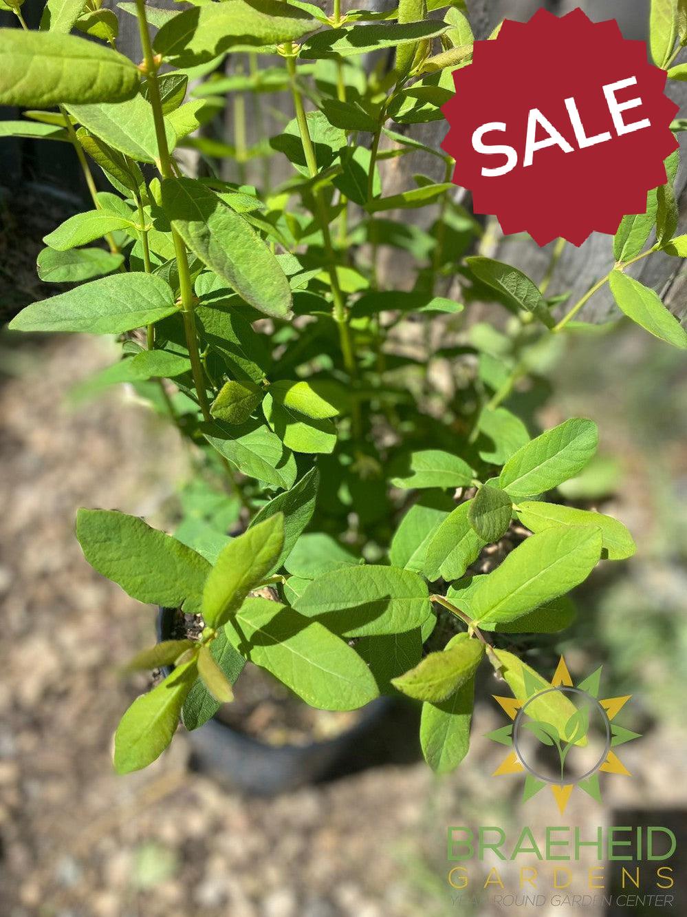 Buy Boreal Beast Haskap Berry an Edible Shrub in Grande Prairie Alberta - Braeheid Gardens Ltd.