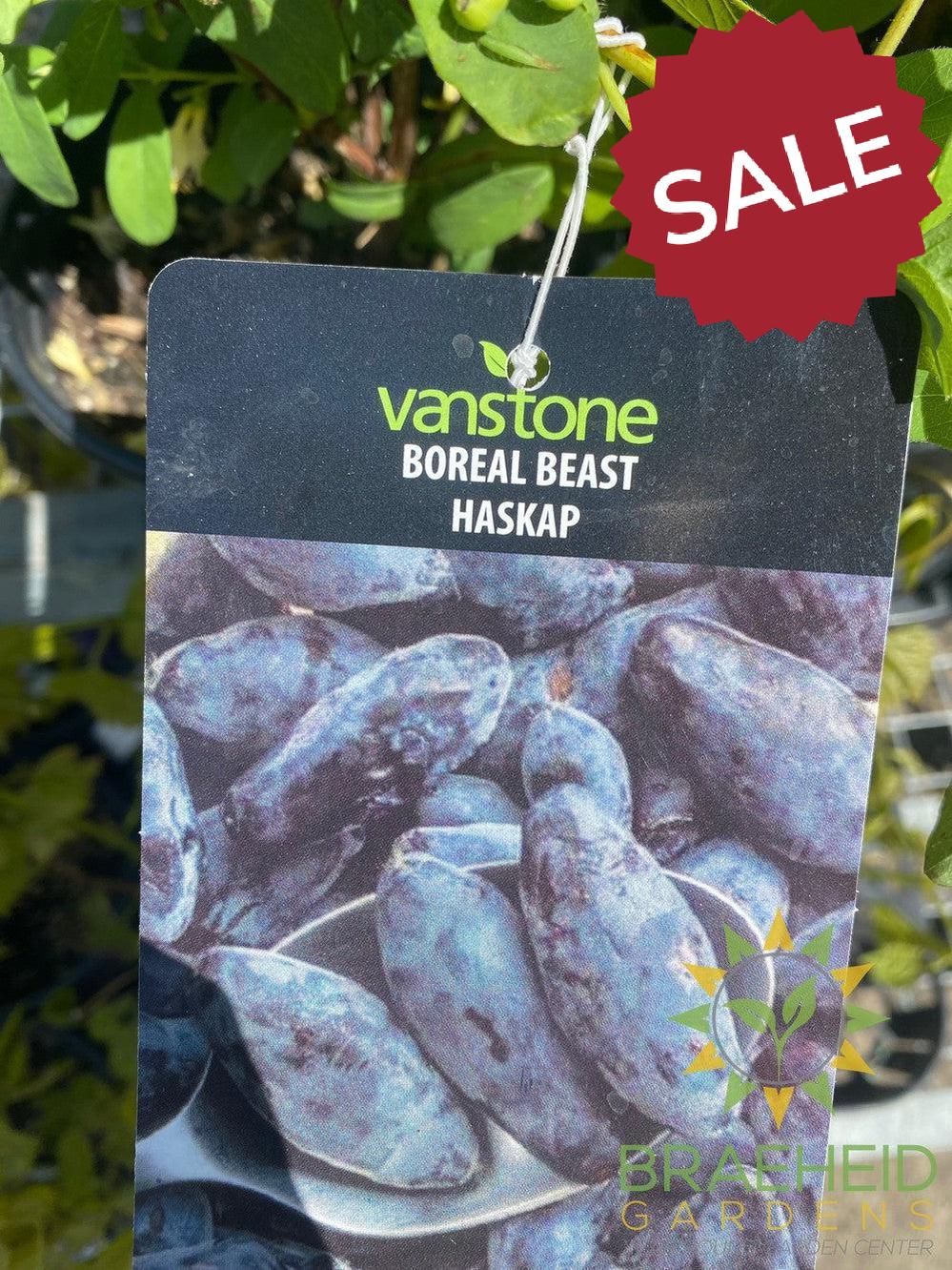Buy Boreal Beast Haskap Berry an Edible Shrub in Grande Prairie Alberta - Braeheid Gardens Ltd.