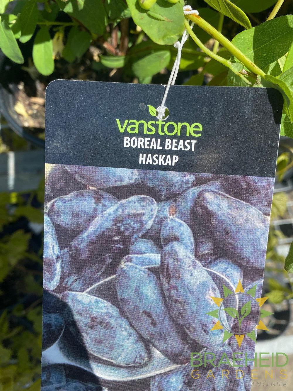 Buy Boreal Beast Haskap Berry an Edible Shrub in Grande Prairie Alberta - Braeheid Gardens Ltd.