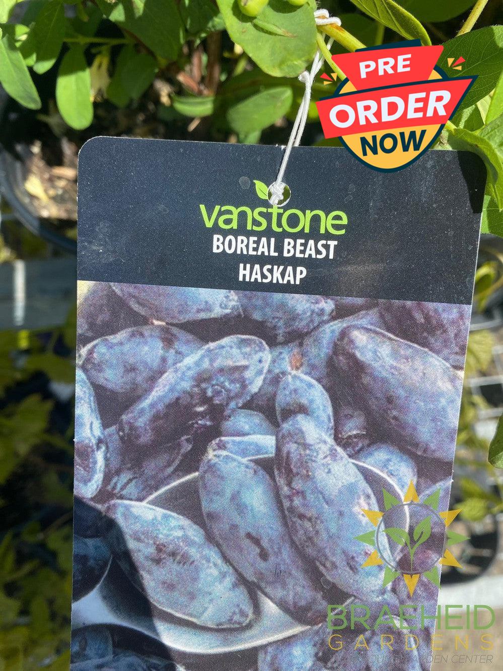 Buy Boreal Beast Haskap Berry an Edible Shrub in Grande Prairie Alberta - Braeheid Gardens Ltd.