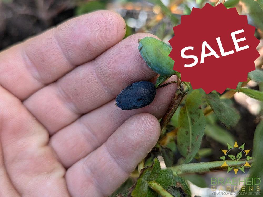 Buy Boreal Beast Haskap Berry an Edible Shrub in Grande Prairie Alberta - Braeheid Gardens Ltd.