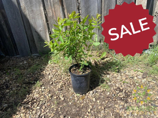 Buy Boreal Beauty Haskap Berry an Edible Shrub in Grande Prairie Alberta - Braeheid Gardens Ltd.