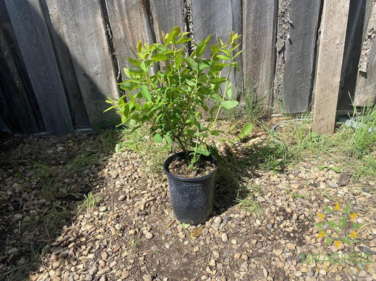 Buy Boreal Beauty Haskap Berry an Edible Shrub in Grande Prairie Alberta - Braeheid Gardens Ltd.