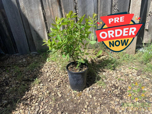 Buy Boreal Beauty Haskap Berry an Edible Shrub in Grande Prairie Alberta - Braeheid Gardens Ltd.