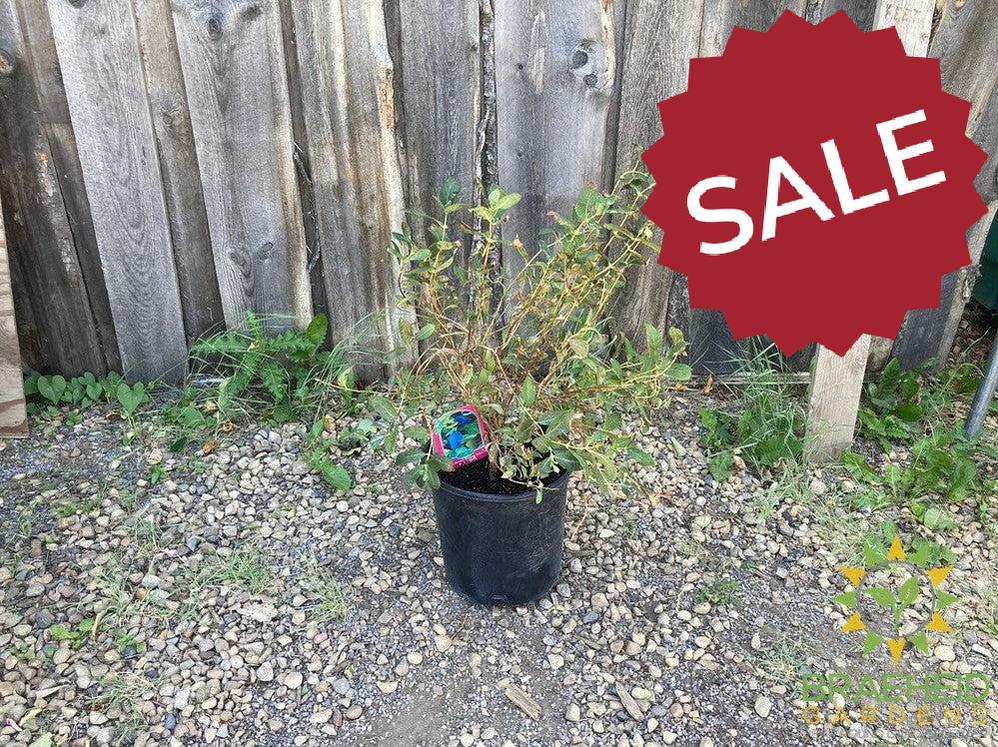 Buy Boreal Beauty Haskap Berry an Edible Shrub in Grande Prairie Alberta - Braeheid Gardens Ltd.