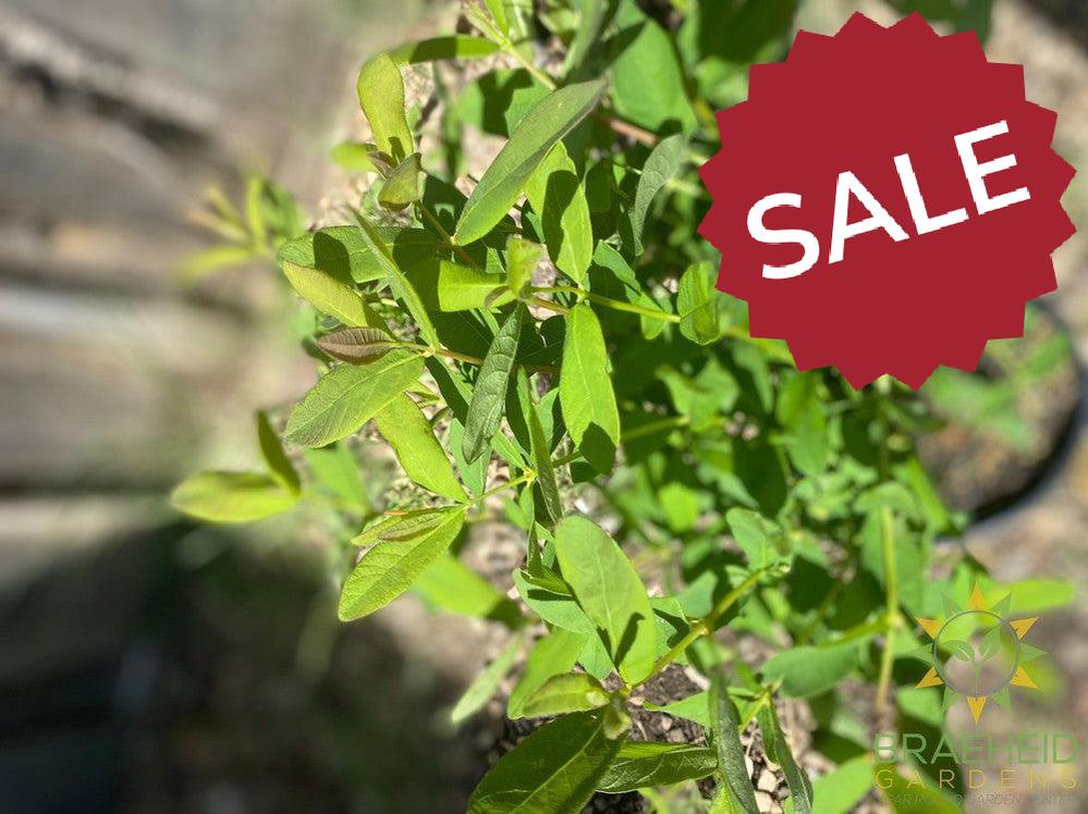 Buy Boreal Beauty Haskap Berry an Edible Shrub in Grande Prairie Alberta - Braeheid Gardens Ltd.
