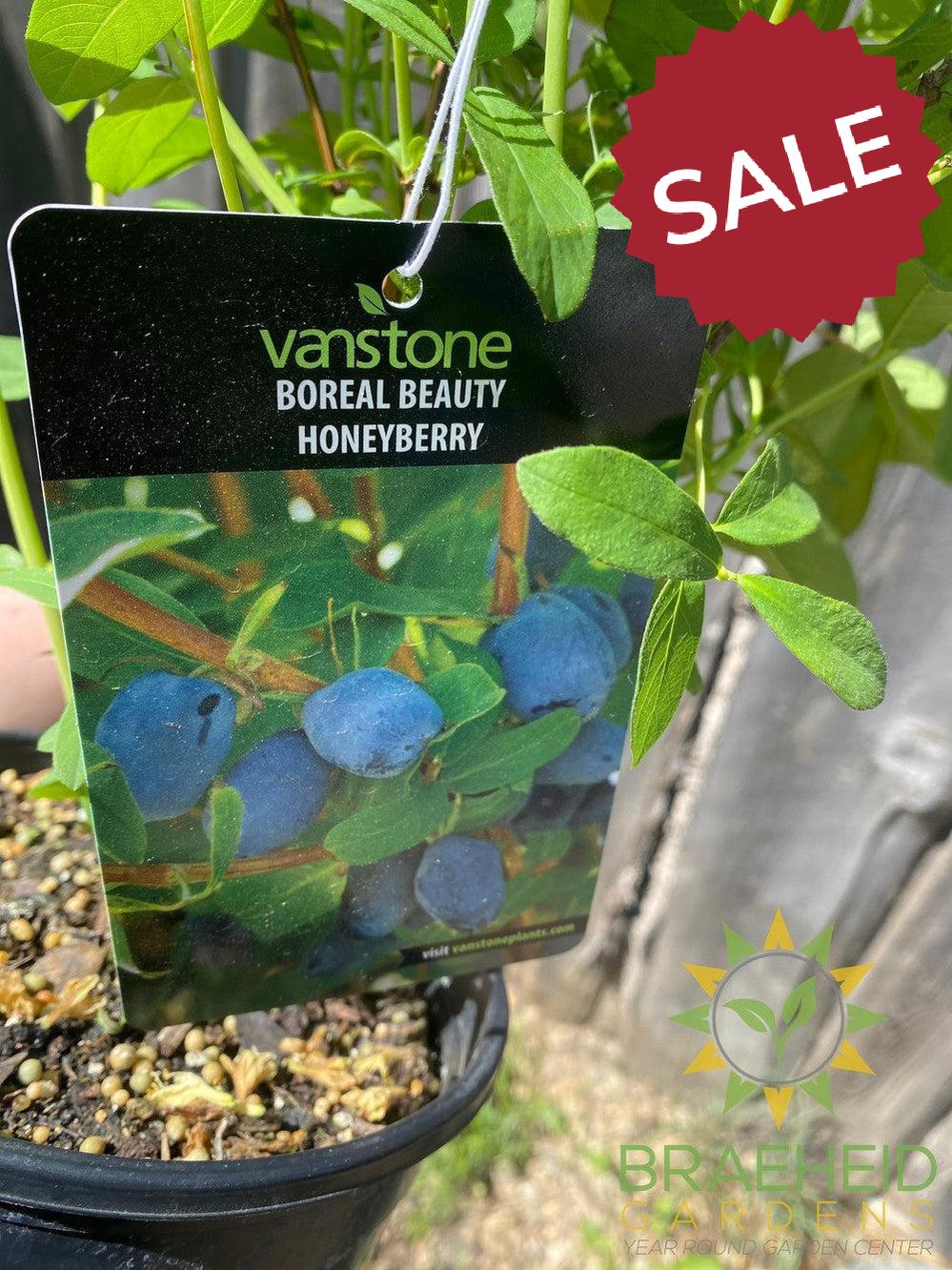 Buy Boreal Beauty Haskap Berry an Edible Shrub in Grande Prairie Alberta - Braeheid Gardens Ltd.