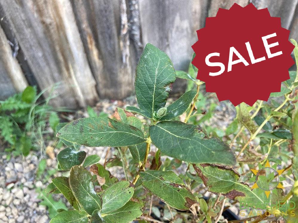 Buy Boreal Beauty Haskap Berry an Edible Shrub in Grande Prairie Alberta - Braeheid Gardens Ltd.